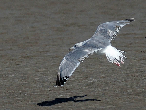 Aroharmaalokki, Caspian Gull, Larus cachinnans